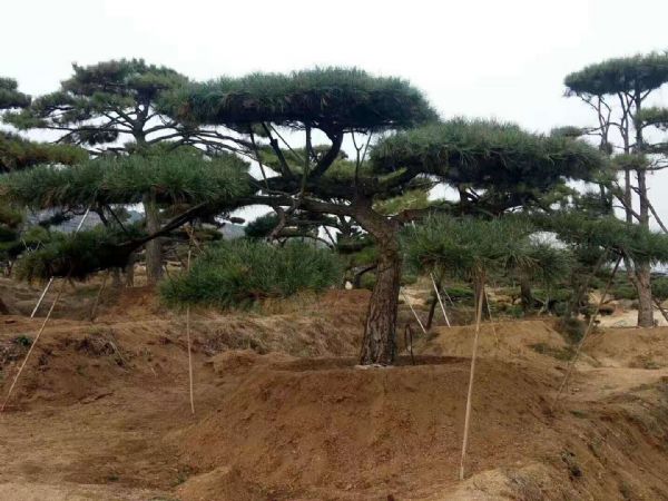 濟南市鋼城區晟瑞祥園林有限公司是一家從事造型景觀松