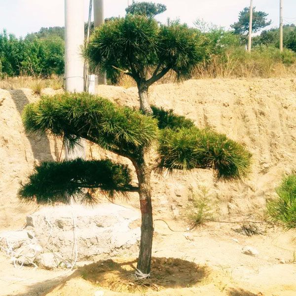 養好松樹盆景,注意這三點